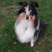 Shetland sheepdog Meeko