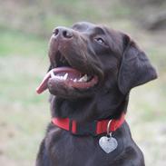 Labrador retriever Maggie