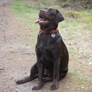 Labrador retriever Maggie
