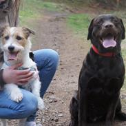 Labrador retriever Maggie