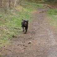 Labrador retriever Maggie
