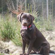 Labrador retriever Maggie