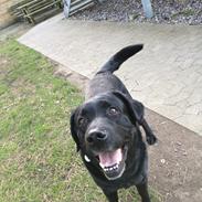 Labrador retriever Arvid