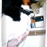 Blanding af racer Max