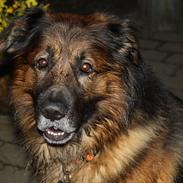 Blanding af racer Rico