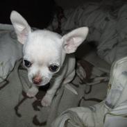 Chihuahua | Mika