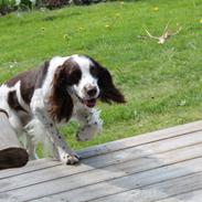 Engelsk springer spaniel balto