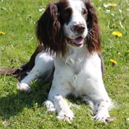 Engelsk springer spaniel balto