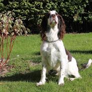 Engelsk springer spaniel balto