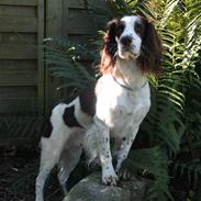Engelsk springer spaniel balto