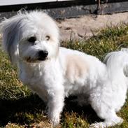 Coton de tulear Knud