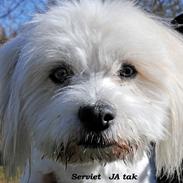 Coton de tulear Knud