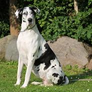 Grand danois Horsebjerg Athena (Himmelhund)
