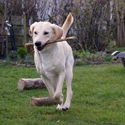 Labrador retriever Holly
