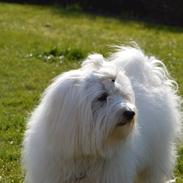 Coton de tulear Charlie