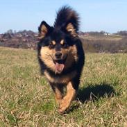 Finsk lapphund Lapinkaunis Ranec