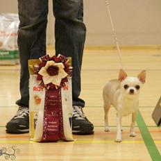 Chihuahua Imperial Luxury Belladonna - Donna