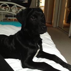 Blanding af racer Balder