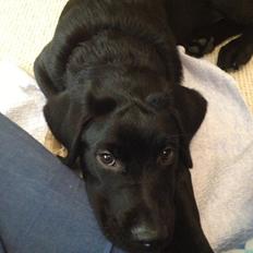 Blanding af racer Balder