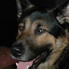 Schæferhund Balto