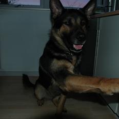Schæferhund Balto