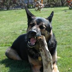 Schæferhund Balto