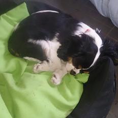 Cavalier king charles spaniel Conrad