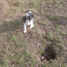 Cavalier king charles spaniel Conrad