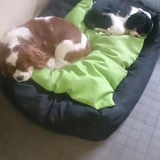 Cavalier king charles spaniel Conrad