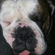 Olde english bulldogge Lillerangs Basil