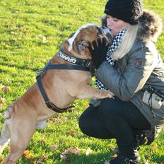 Engelsk bulldog Victor