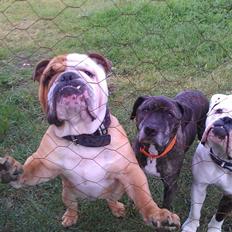 Engelsk bulldog Victor