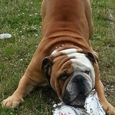 Engelsk bulldog Victor