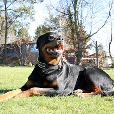 Rottweiler Vom Hause Kanku's Wictor.