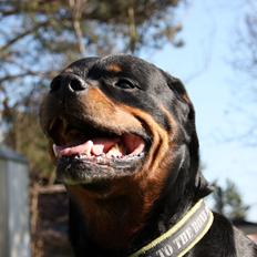 Rottweiler Vom Hause Kanku's Wictor.