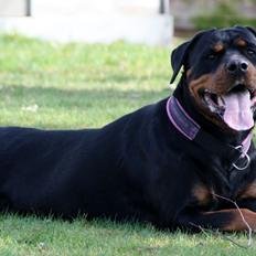 Rottweiler Vom Hause Wenorra Fadia