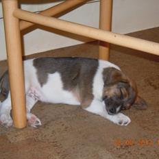 Dansk svensk gaardhund Cashmir (Adidac Enzo)