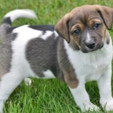 Dansk svensk gaardhund Cashmir (Adidac Enzo)