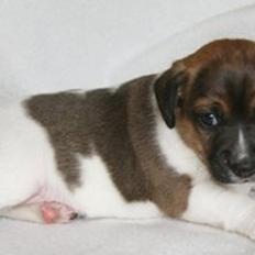 Dansk svensk gaardhund Cashmir (Adidac Enzo)