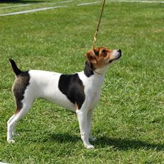 Dansk svensk gaardhund DeeDee (Piccobello Daimler's Djeanie of C&B)