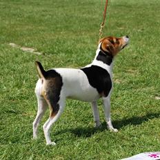 Dansk svensk gaardhund DeeDee (Piccobello Daimler's Djeanie of C&B)