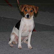 Dansk svensk gaardhund DeeDee (Piccobello Daimler's Djeanie of C&B)