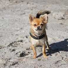 Chihuahua Frk Kvistes ~Estelle~