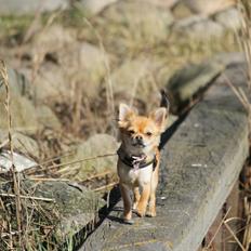 Chihuahua Frk Kvistes ~Estelle~
