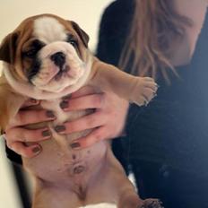 Engelsk bulldog Hermann