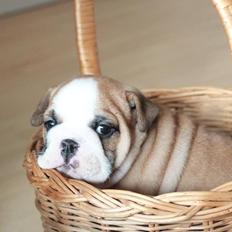 Engelsk bulldog Hermann