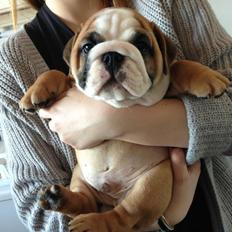 Engelsk bulldog Hermann