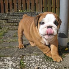 Engelsk bulldog Buddha