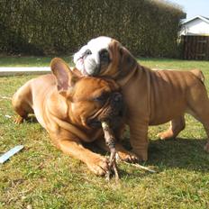 Engelsk bulldog Buddha