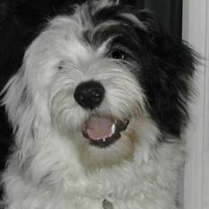 Blanding af racer Charlie 